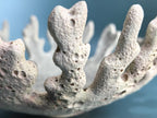 A close-up of a porous, coral-like decorative object in light beige against a soft blue background.